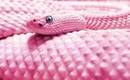Rüyada Pembe Yılan Görmek Rüya Yorumu ve Anlamı