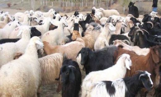 Rüyada Adaklık Koyun Görmek Rüya Yorumu ve Anlamı