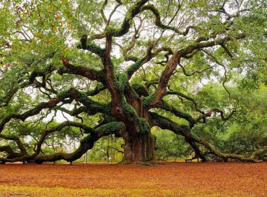 Rüyada Ağaç Rüya Yorumu ve Anlamı