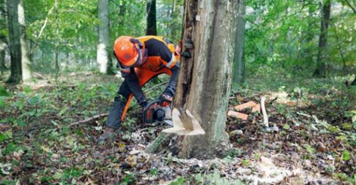 Rüyada Ağaç Dalı Kesmek Rüya Yorumu ve Anlamı