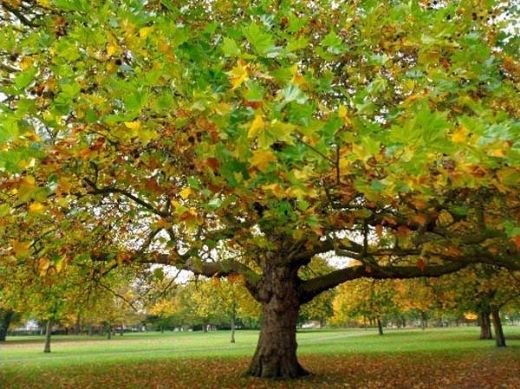 Rüyada Ağaç Kökü Sökmek Rüya Yorumu ve Anlamı