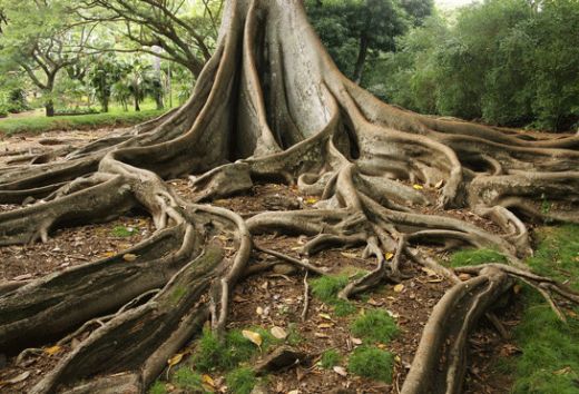 Rüyada Ağaç Sökmek Rüya Yorumu ve Anlamı