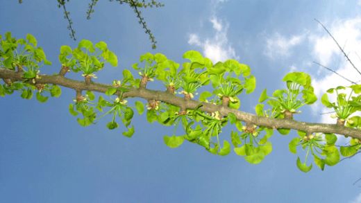 Rüyada Ağaca Tutunmak Rüya Yorumu ve Anlamı