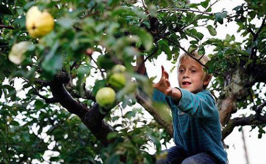 Rüyada Ağaçtan Elma Koparmak Rüya Yorumu ve Anlamı