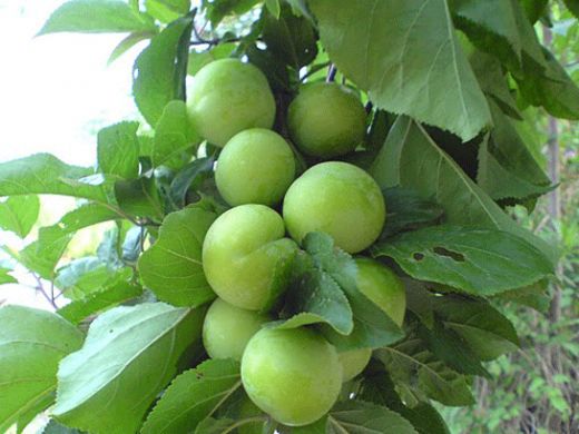 Rüyada Ağaçtan Erik Yemek Rüya Yorumu ve Anlamı