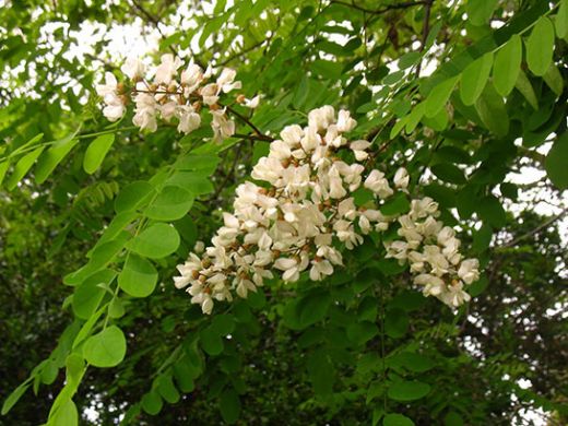 Rüyada Akasya Ağacı Görmek Rüya Yorumu ve Anlamı