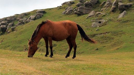 Rüyada Atın Doğurduğunu Görmek