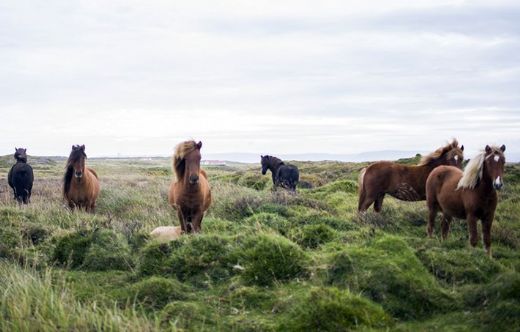 Rüyada Attan Korkmak Rüya Yorumu ve Anlamı