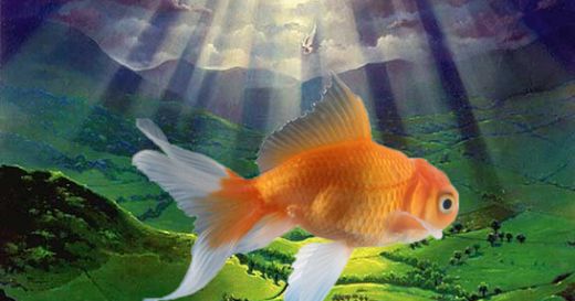 Rüyada Balık Doğurmak Rüya Yorumu ve Anlamı