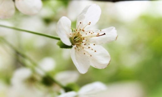 Rüyada Beyaz Çiçek Görmek Rüya Yorumu ve Anlamı