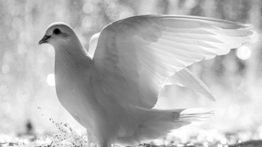 Rüyada Beyaz Kuş Görmek Rüya Yorumu ve Anlamı