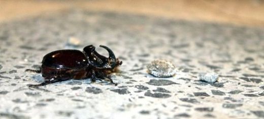 Rüyada Böcek Kusmak Rüya Yorumu ve Anlamı