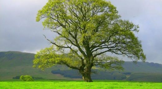 Rüyada Büyük Ağaç Görmek Rüya Yorumu ve Anlamı