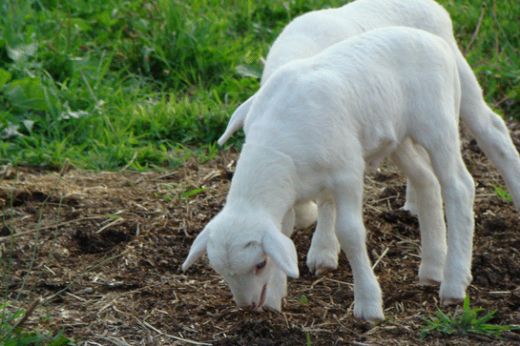 Rüyada Büyük Koyun Görmek Rüya Yorumu ve Anlamı