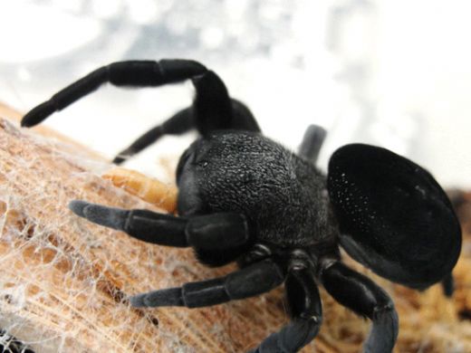 Rüyada Büyük Örümcek Görmek Rüya Yorumu ve Anlamı