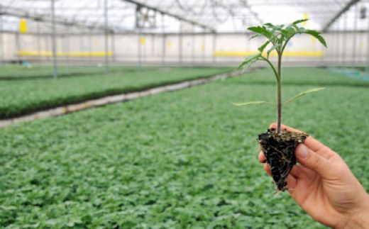 Rüyada Çiçek Fidesi Görmek Rüya Yorumu ve Anlamı