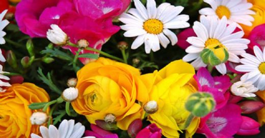 Rüyada Çiçek Koklamak Rüya Yorumu ve Anlamı