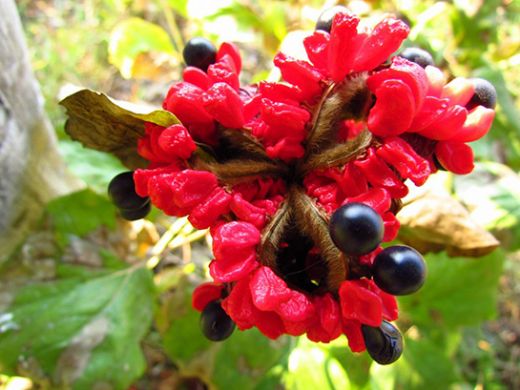 Rüyada Çiçek Tohumu Görmek Rüya Yorumu ve Anlamı