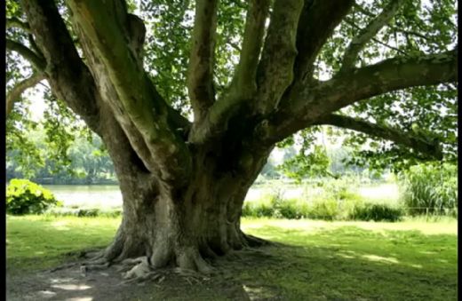 Rüyada Çınar Ağacı Görmek Rüya Yorumu ve Anlamı