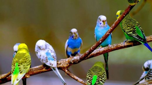 Rüyada Çok Kuş Görmek Rüya Yorumu ve Anlamı