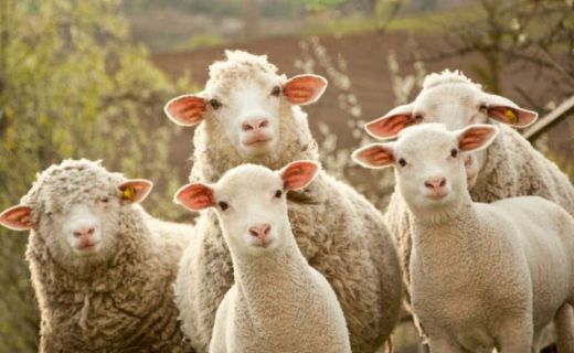 Rüyada Derisi Yüzülmüş Koyun Görmek