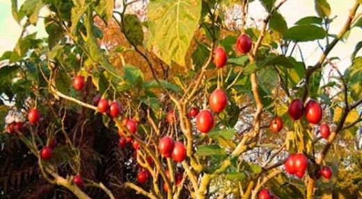 Rüyada Domates Ağacı Görmek Rüya Yorumu ve Anlamı