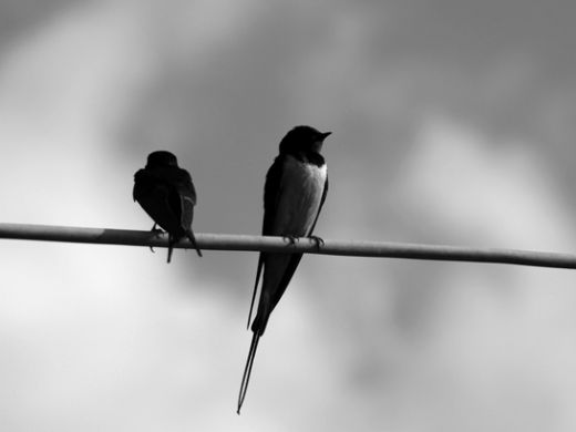 Rüyada Eve Kuş Girmesi Rüya Yorumu ve Anlamı