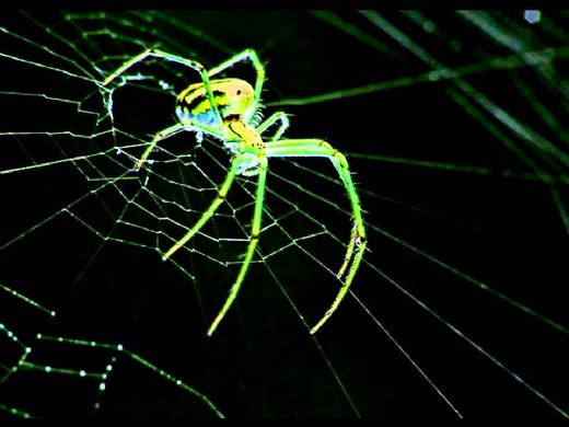 Rüyada Evi Örümcek Ağı Sarması Rüya Yorumu ve Anlamı