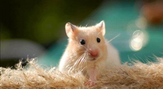 Rüyada Fareden Korkmak Rüya Yorumu ve Anlamı