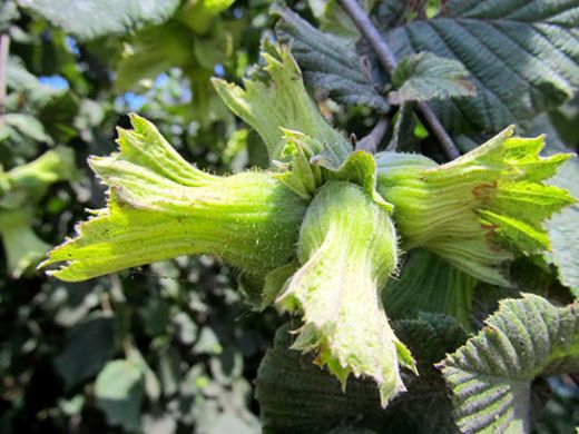 Rüyada Fındık Ağacı Görmek Rüya Yorumu ve Anlamı