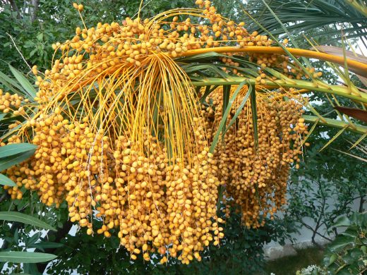 Rüyada Hurma Ağacı Görmek Rüya Yorumu ve Anlamı