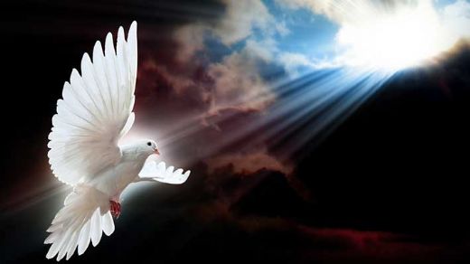 Rüyada Kafaya Kuş Konması Rüya Yorumu ve Anlamı