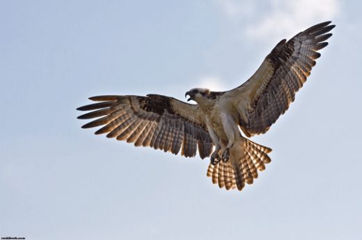 Rüyada Kahverengi Kuş Görmek Rüya Yorumu ve Anlamı