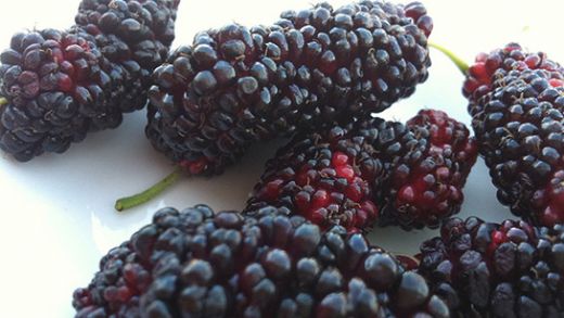 Rüyada Karadut Ağacı Görmek Rüya Yorumu ve Anlamı