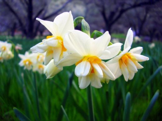 Rüyada Kardelen Çiçeği Görmek Rüya Yorumu ve Anlamı
