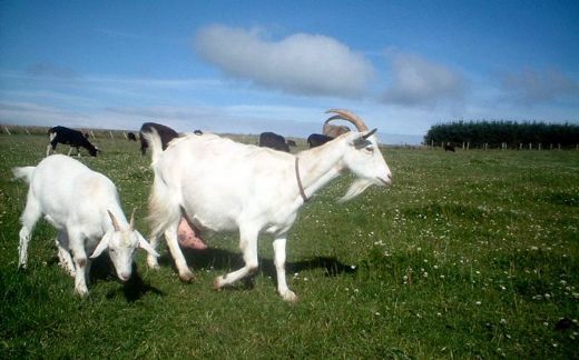 Rüyada Keçi ve Koyun Görmek Rüya Yorumu ve Anlamı