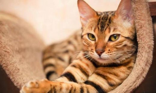 Rüyada Kedi ve Kuş Görmek Rüya Yorumu ve Anlamı