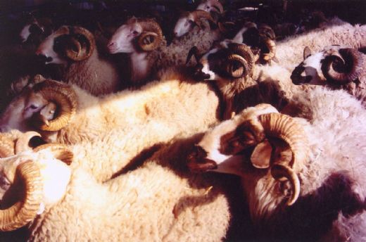 Rüyada Kınalı Koyun Görmek Rüya Yorumu ve Anlamı