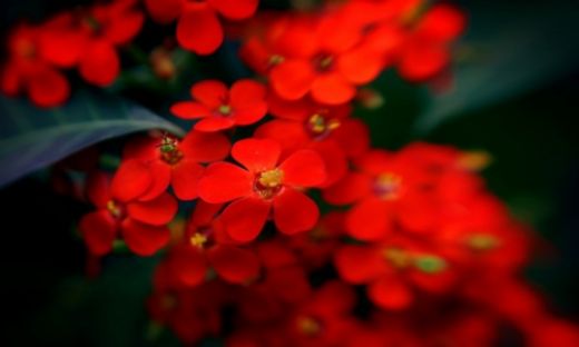 Rüyada Kırmızı Çiçek Görmek Rüya Yorumu ve Anlamı