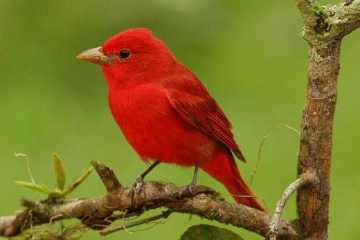 Rüyada Kırmızı Kuş Görmek Rüya Yorumu ve Anlamı