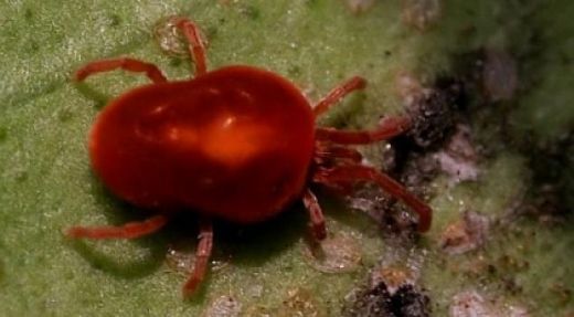 Rüyada Kırmızı Örümcek Görmek Rüya Yorumu ve Anlamı