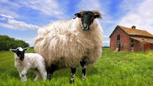 Rüyada Koç Koyun Görmek Rüya Yorumu ve Anlamı