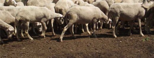 Rüyada Koyun Boku Görmek Rüya Yorumu ve Anlamı