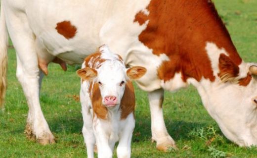 Rüyada Koyun İnek Görmek Rüya Yorumu ve Anlamı