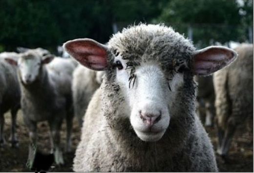 Rüyada Koyun Kellesi Görmek Rüya Yorumu ve Anlamı