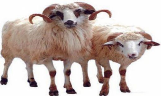 Rüyada Koyun Kesildiğini Görmek Rüya Yorumu ve Anlamı