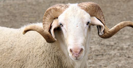 Rüyada Koyun Kestirmek Rüya Yorumu ve Anlamı