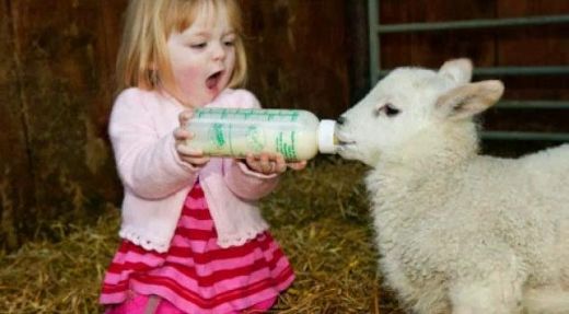 Rüyada Koyun Kuzu Görmek Rüya Yorumu ve Anlamı