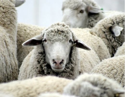 Rüyada Koyun Ölüsü Görmek Rüya Yorumu ve Anlamı