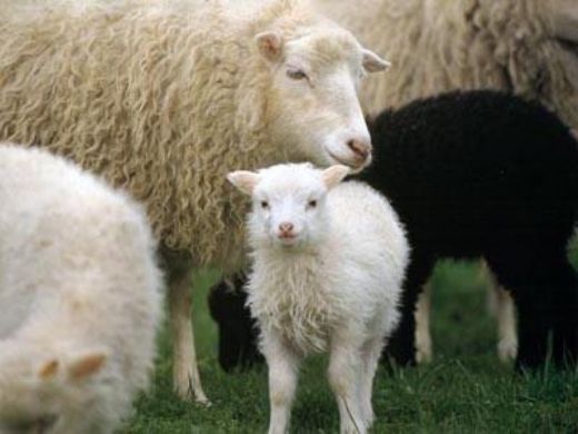 Rüyada Koyun Pisliği Görmek Rüya Yorumu ve Anlamı